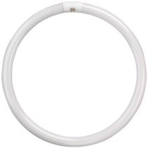 0001964 32W T9 CIRCULAR TUBE COL 84COOL WHITE